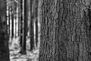 Trees and texture