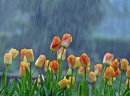 Tulips in the Rain