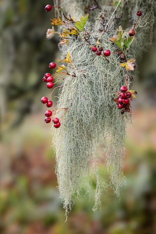 Usnea articulata on Hawthorn Tree