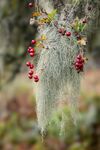 Usnea articulata on Hawthorn Tree