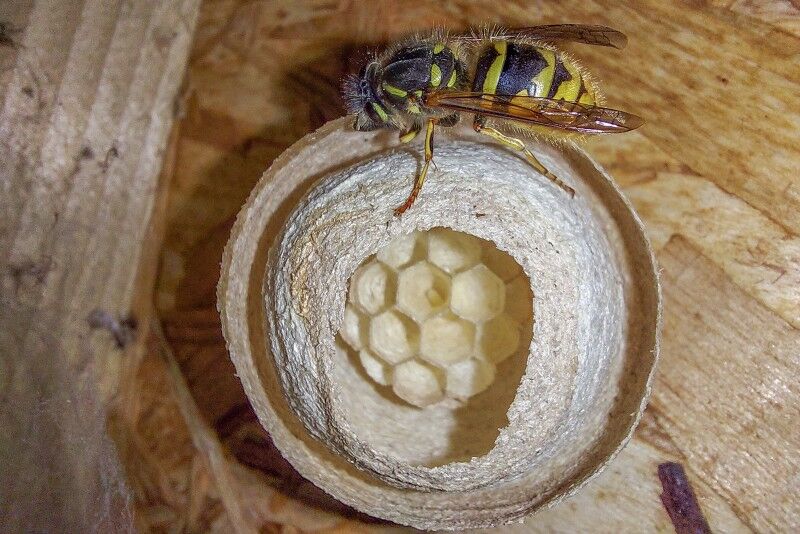 Wasp building nest