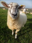 Watching Ewe