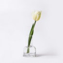 White Tulip