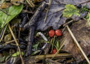 Wild Berries