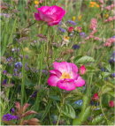 Wild Flower Garden