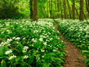 Wild Garlic - West Alvington Woods