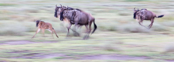 Wildebeest pan