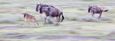Wildebeest pan