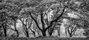 Winkworth Trees