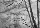 Winter Greys