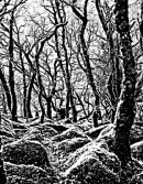 Wistman's Wood