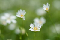 Woodland Flowers