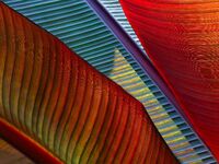 Backlit Musa Red Banana Leaves