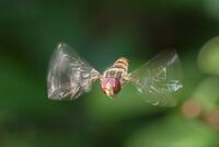Marmalade Hoverfly