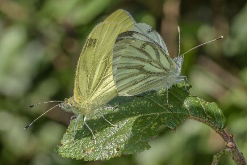 Mating Green-veined Whites
