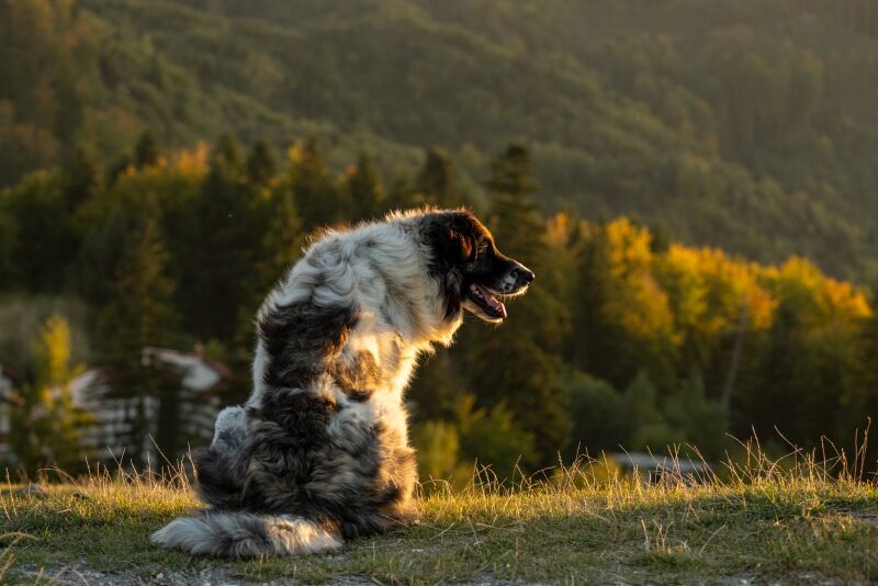 Romanian Dog Enjoying the View