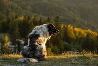 Romanian Dog Enjoying the View