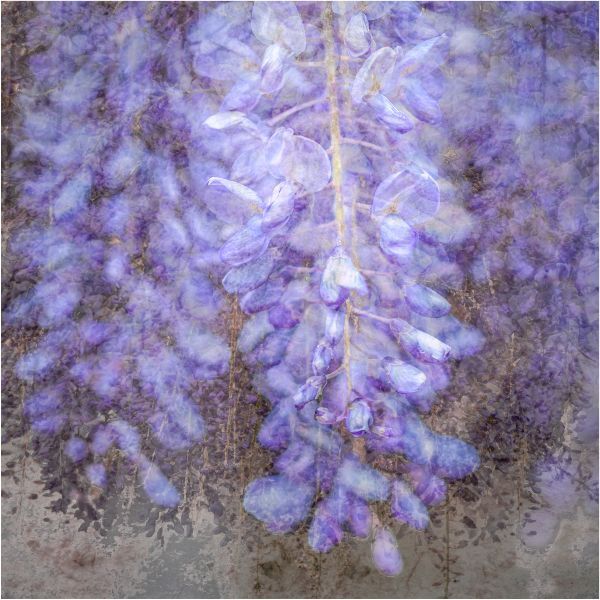 Wisteria in May