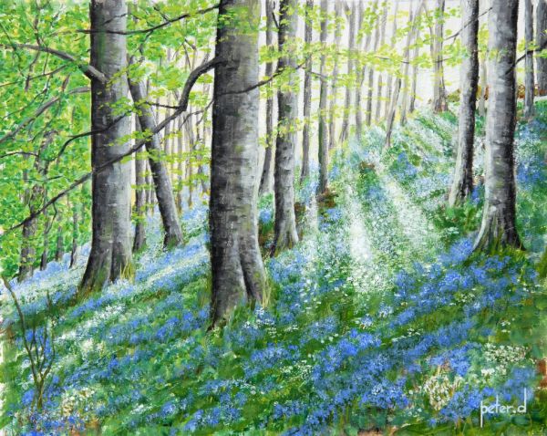 Dawn breaks in bluebell wood ORIGINAL SOLD Giclee available