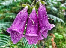 Foxglove
