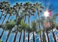 Rodeo Drive palms