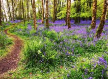 Dinefwr Country Park, Llandeilo