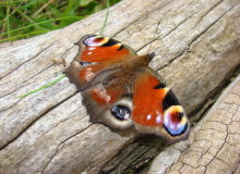 Red Admiral
