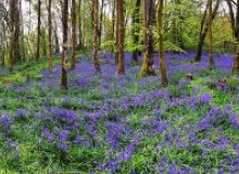 Dinefwr Country Park, Llandeilo