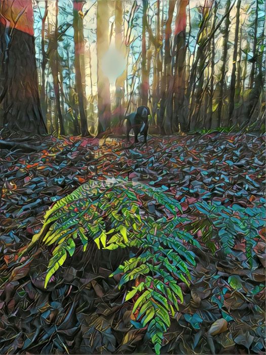 Forestry walk