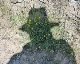 Self Portrait, Wildflowers, Bardsey Island 2018