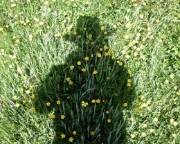 Self Portrait, Buttercups, Bardsey Island 2018