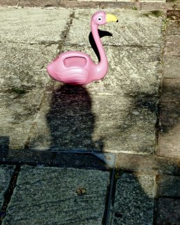 Self Portrait, Flamingo, Holt Park, Leeds 2018