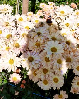 Self Portrait on Chrysanthemum Honey Enbee Wedding with Red Admiral 2018