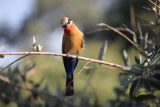 Buff fronted Bee-Eater