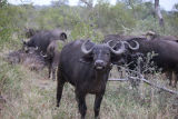 Cape Buffalo the most dangerous animal in South Africa