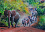 Elephants - Pafuri