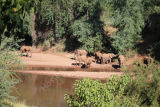 Elephants drinking - Pafuri