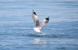 Gannet