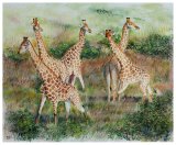 Giraffe Group - Thula Thula