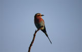 Lilac Breasted Roller