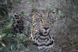 Young Male Leopard