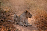 Lion on the track