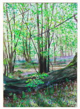 Spring on Ranmore Common