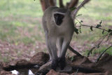 Vervet Monkey - Kings Camp