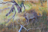 Young Leopard - King's Camp