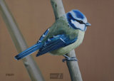 Blue Tit