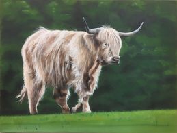 Highland Cow