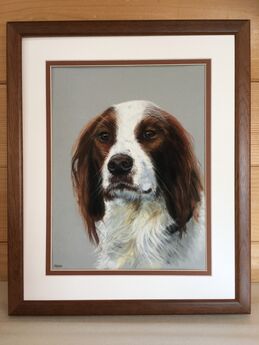 Red and White Irish Setter