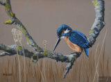 Kingfisher