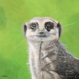Maurice the Meerkat